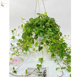 Nên chọn loại cây nào cho văn phòng thanh lọc không khí?