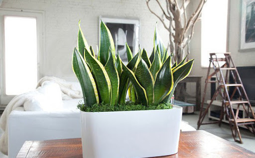 Chia sẻ kinh nghiệm xử lý formaldehyde tại gia đình