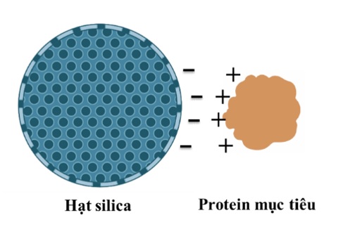 Mục đích của xử lý silica bằng nhóm amin