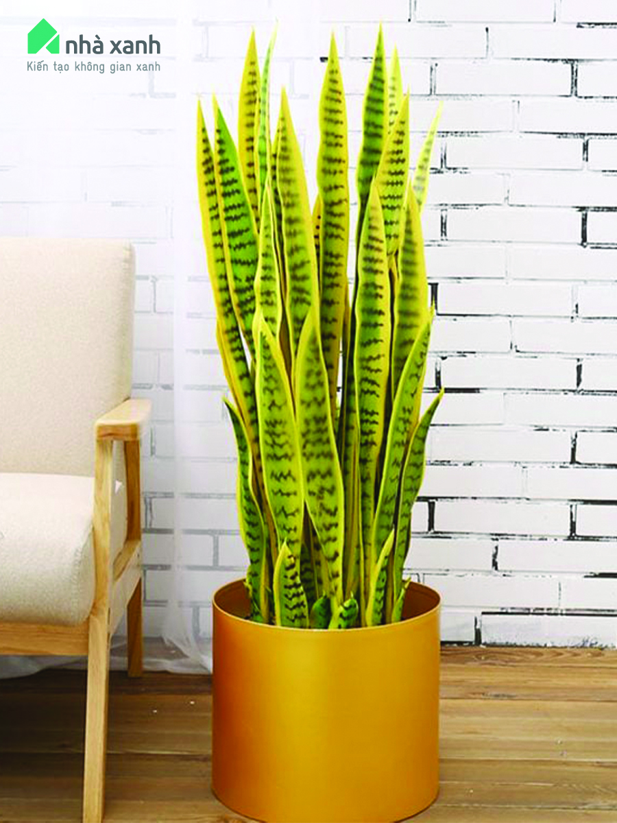 Giải pháp cho không khí ô nhiễm văn phòng bằng lựa chọn cây trồng thông minh