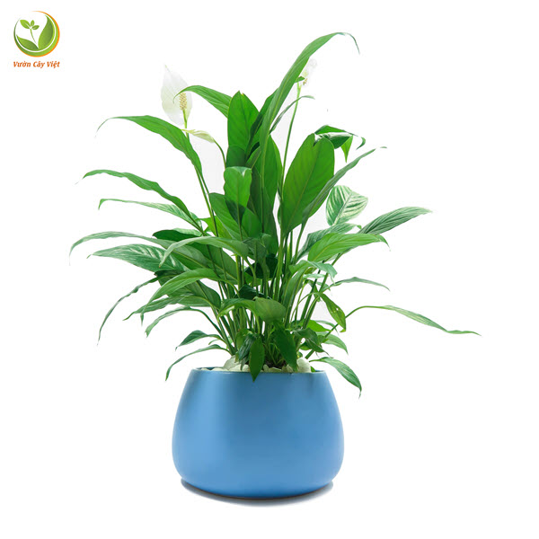 Giải pháp cho không khí ô nhiễm văn phòng bằng lựa chọn cây trồng thông minh